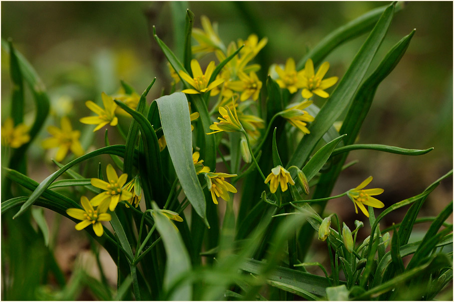 Gelbstern (Gagea lutea)