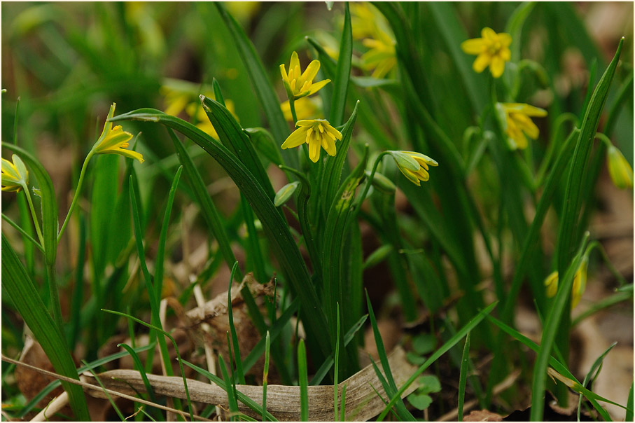 Gelbstern (Gagea lutea)