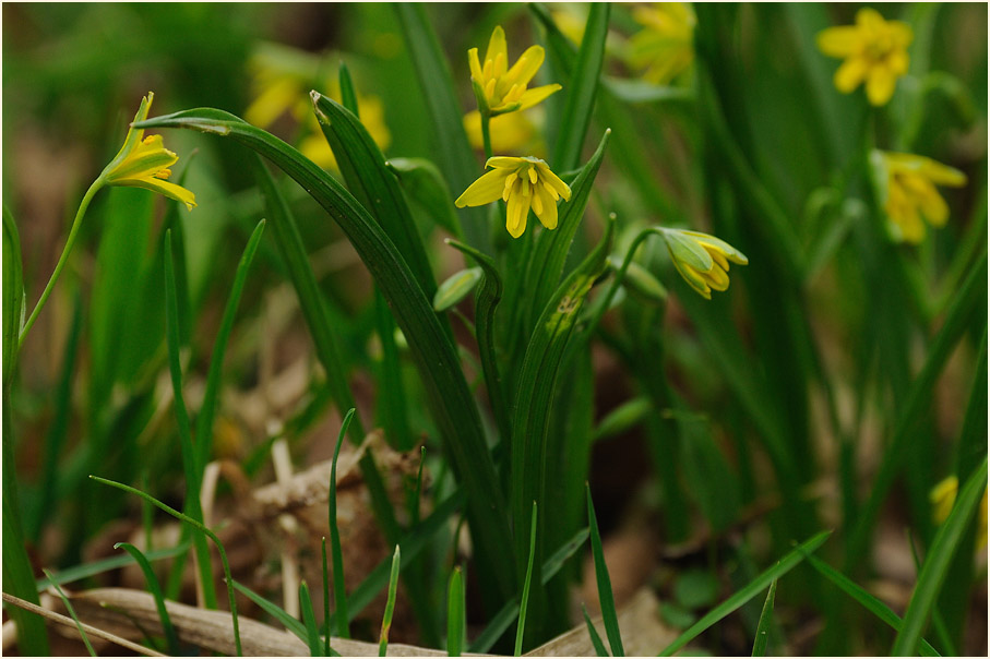 Gelbstern (Gagea lutea)