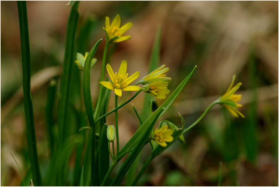 Gelbstern (Gagea lutea)