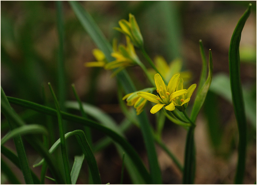 Gelbstern (Gagea lutea)