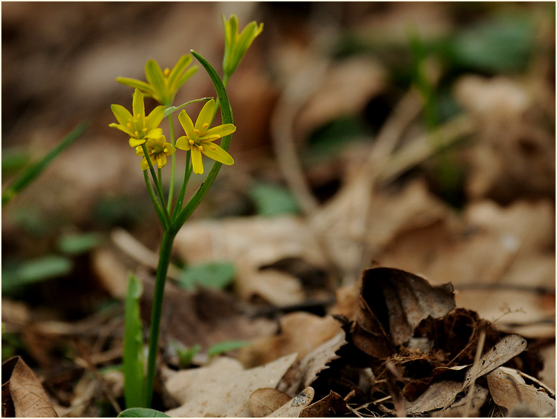 Gelbstern (Gagea lutea)