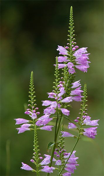 Gelenkblume (Physostegia virginiana)