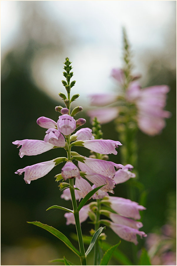 Gelenkblume (Physostegia virginiana)