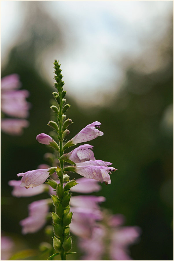 Gelenkblume (Physostegia virginiana)