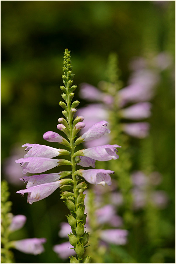 Gelenkblume (Physostegia virginiana)