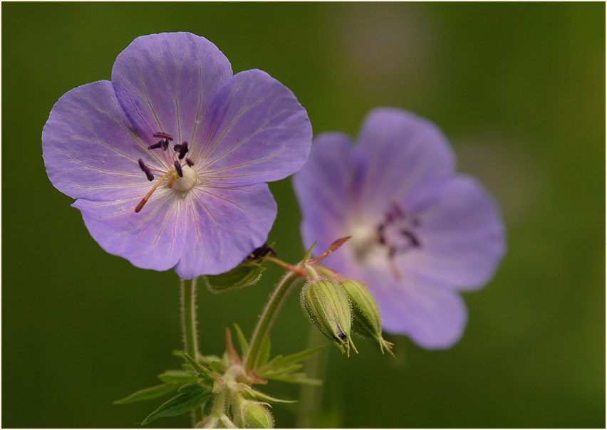 Storchschnabel (Geranium)