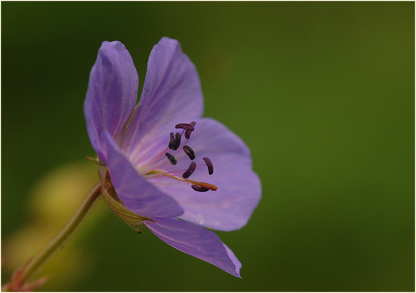 Storchschnabel (Geranium)