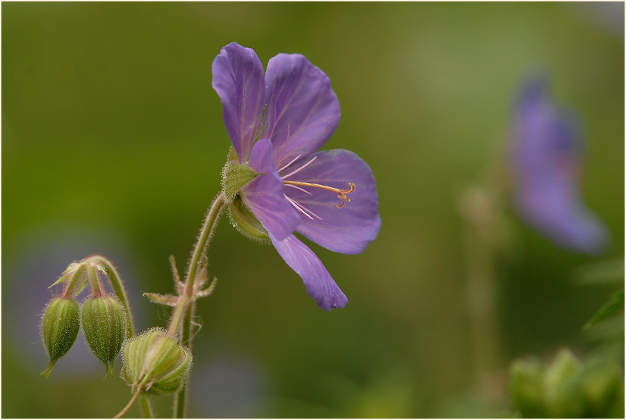 Storchschnabel (Geranium)