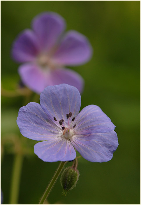 Storchschnabel (Geranium)