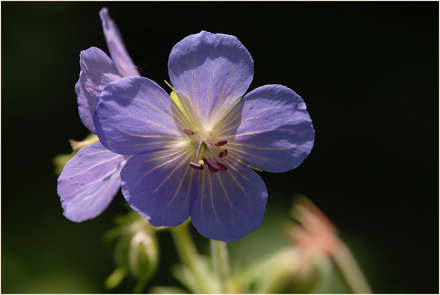 Storchschnabel (Geranium)