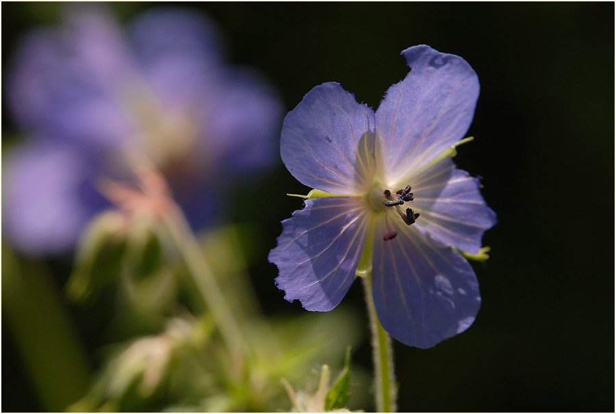 Storchschnabel (Geranium)