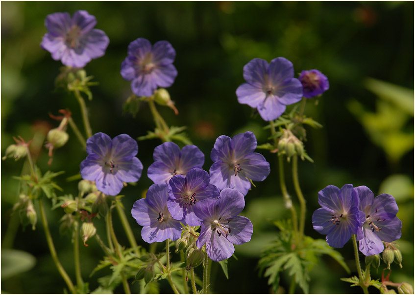 Storchschnabel (Geranium)