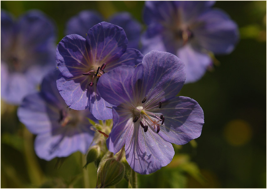 Storchschnabel (Geranium)