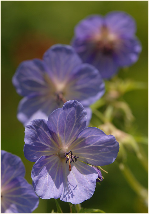 Storchschnabel (Geranium)