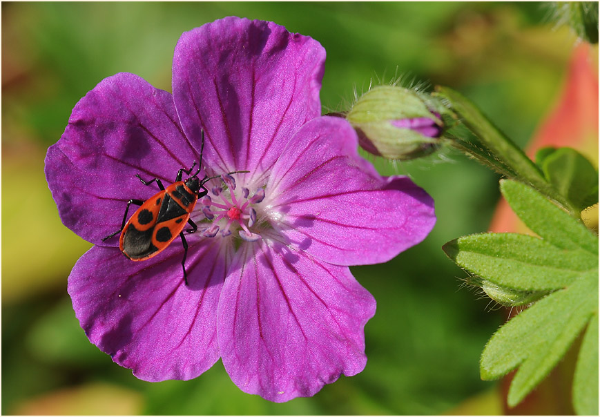 Storchschnabel (Geranium)