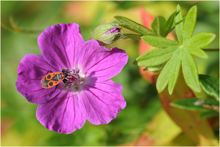 Storchschnabel (Geranium)