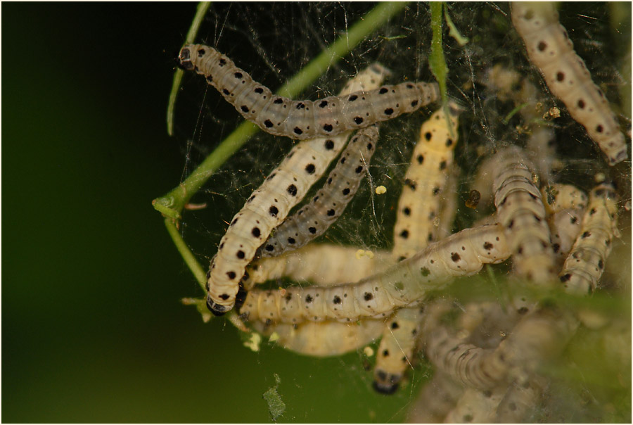 Raupe, Gespinstmotte