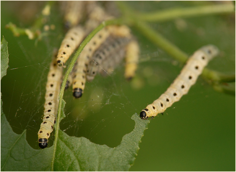 Raupe, Gespinstmotte