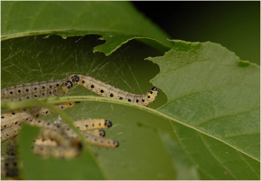 Raupe, Gespinstmotte