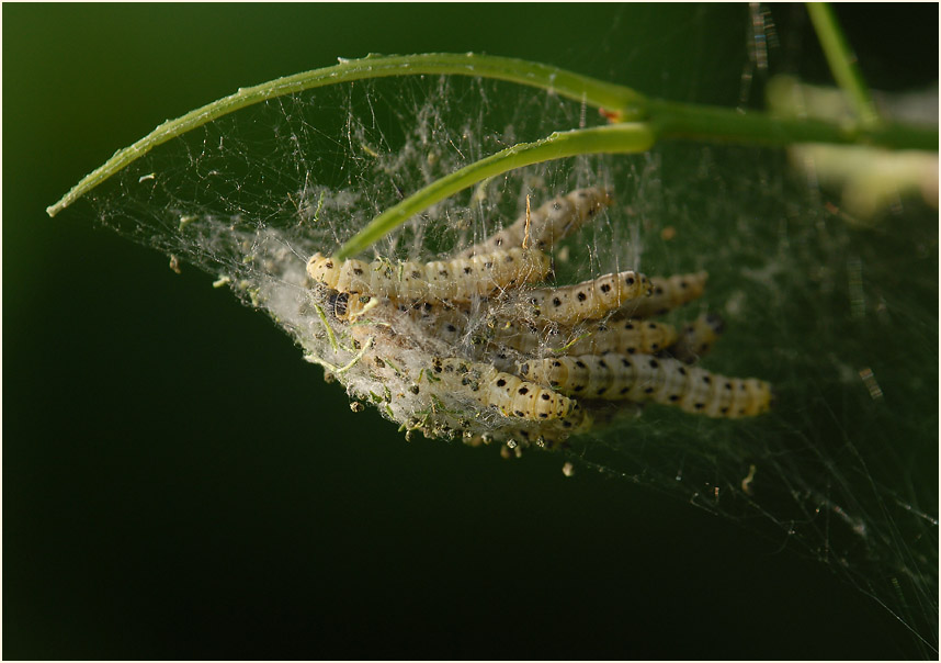 Raupe, Gespinstmotte