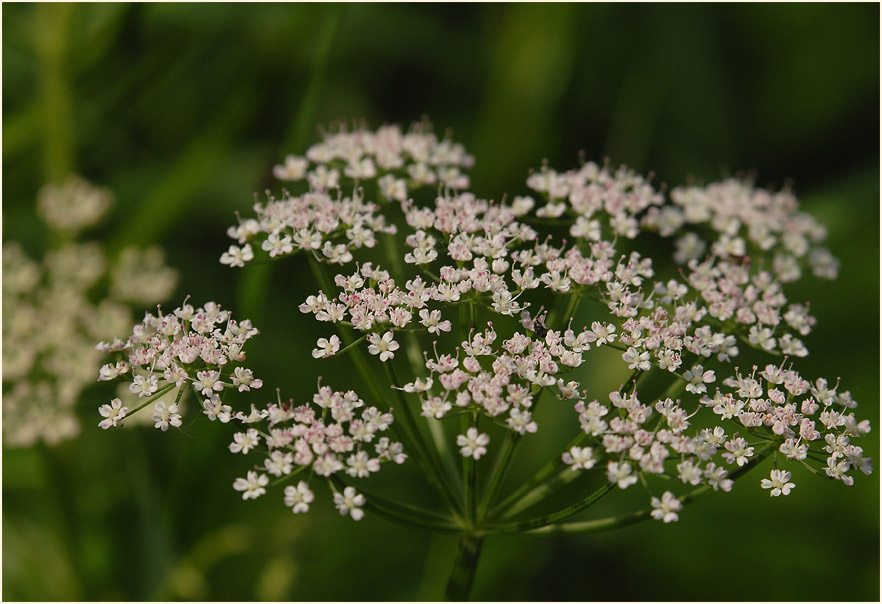 Giersch (Aegopodium podagraria)