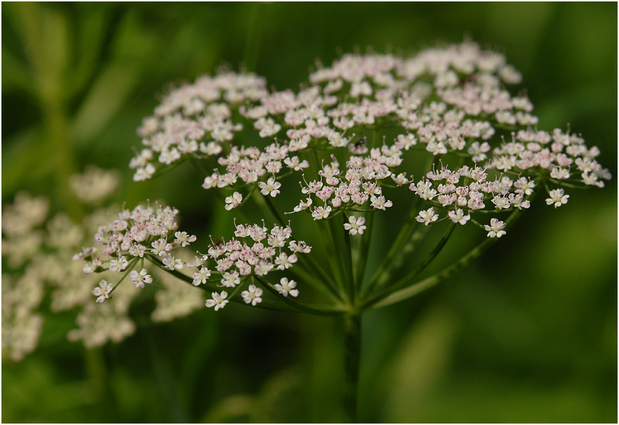 Giersch (Aegopodium podagraria)