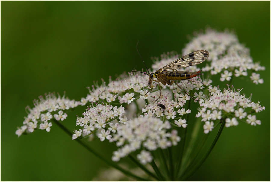 Giersch (Aegopodium podagraria)