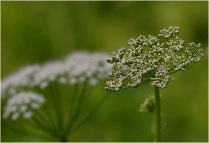 Giersch (Aegopodium podagraria)