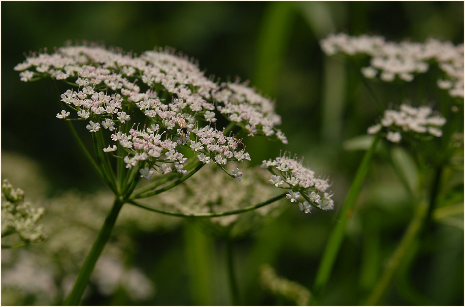 Giersch (Aegopodium podagraria)