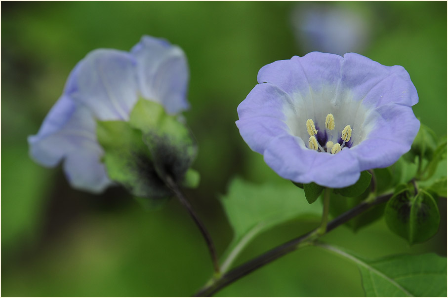 Giftbeere (Nicandra physaloides)