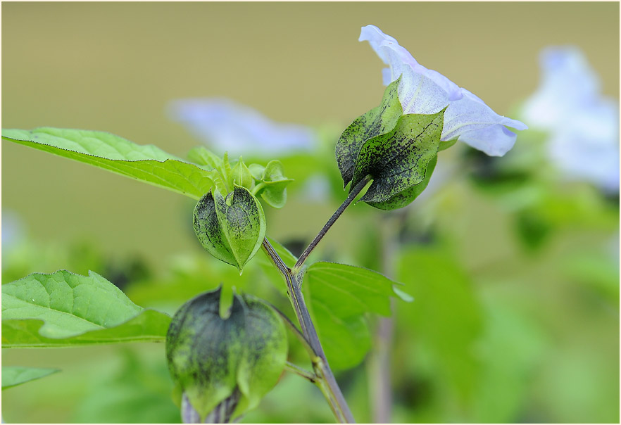 Giftbeere (Nicandra physaloides)