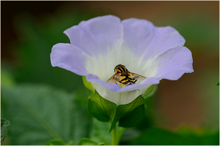 Giftbeere (Nicandra physaloides)