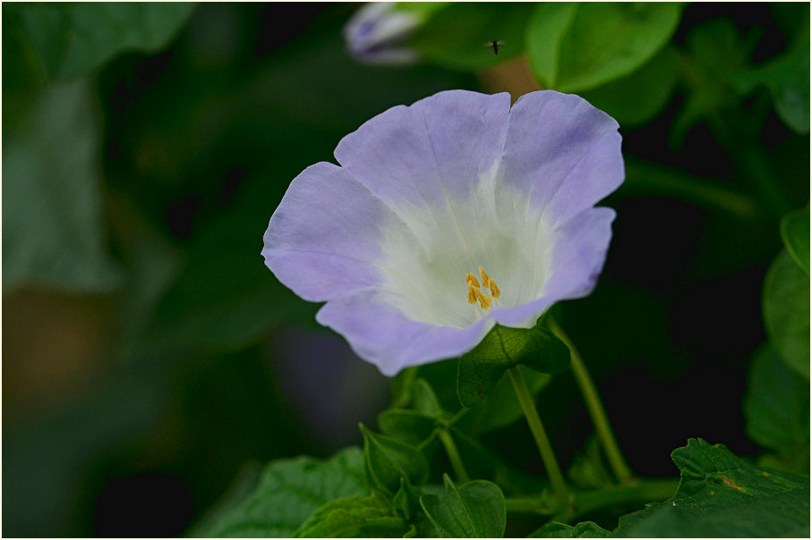 Giftbeere (Nicandra physaloides)