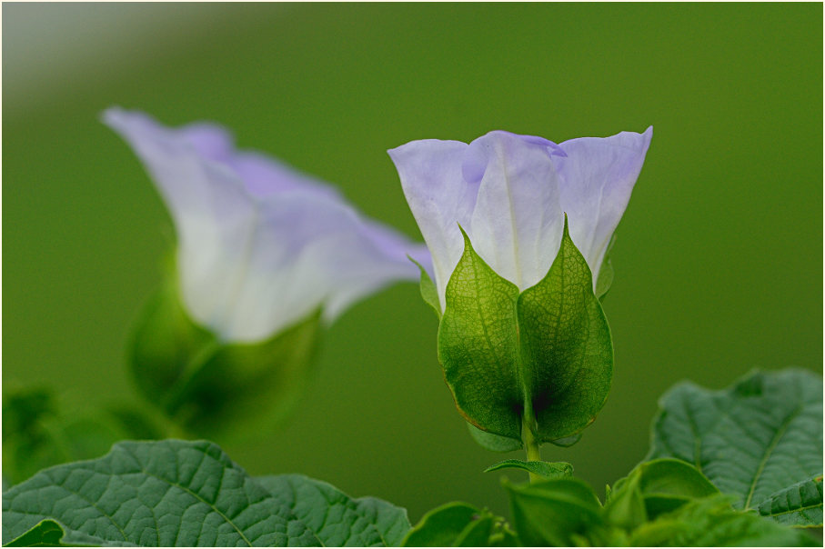 Giftbeere (Nicandra physaloides)