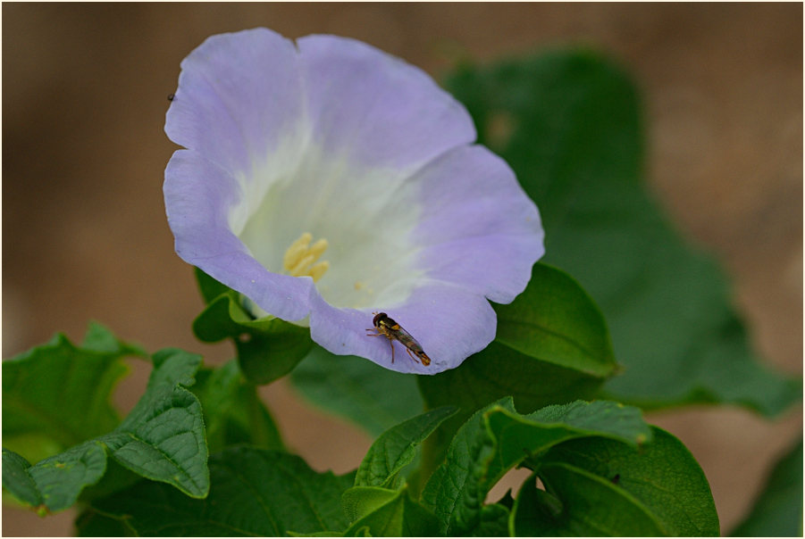 Giftbeere (Nicandra physaloides)