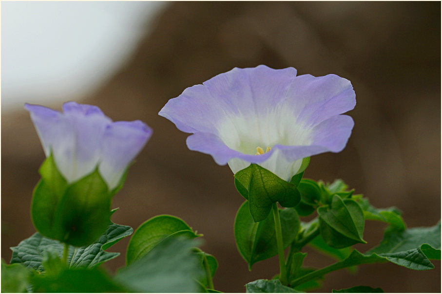 Giftbeere (Nicandra physaloides)