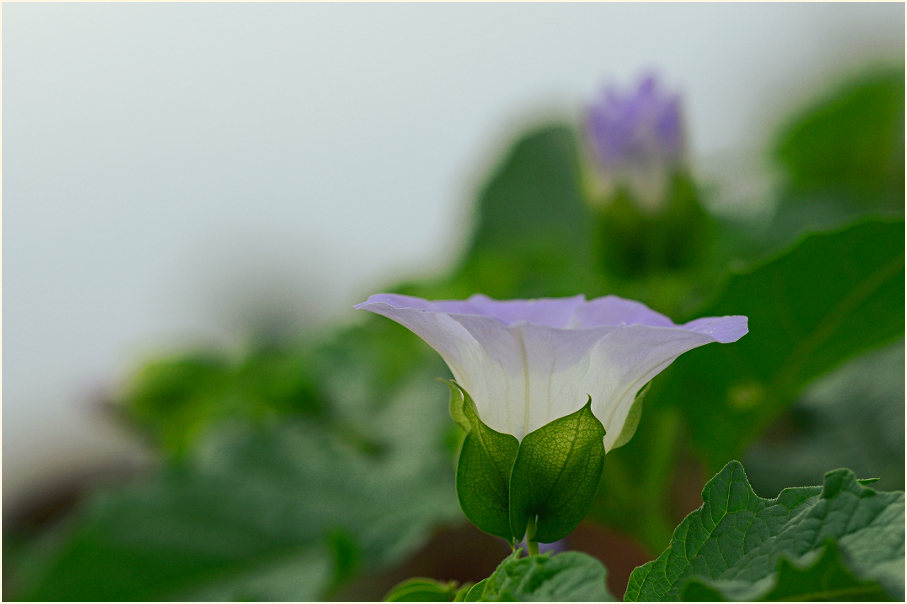 Giftbeere (Nicandra physaloides)