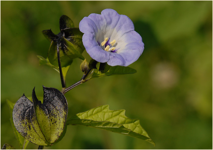 Giftbeere (Nicandra physaloides)