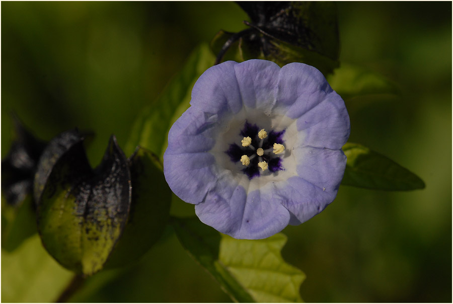 Giftbeere (Nicandra physaloides)