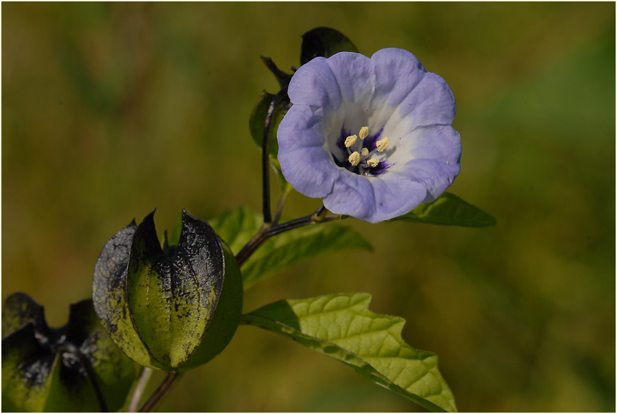 Giftbeere (Nicandra physaloides)