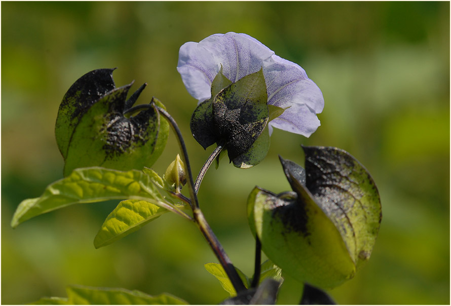 Giftbeere (Nicandra physaloides)