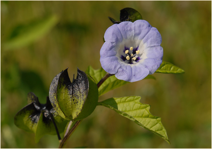 Giftbeere (Nicandra physaloides)