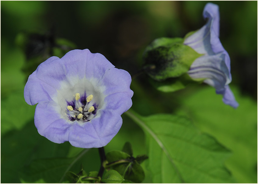 Giftbeere (Nicandra physaloides)