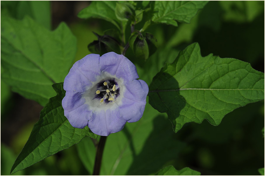 Giftbeere (Nicandra physaloides)