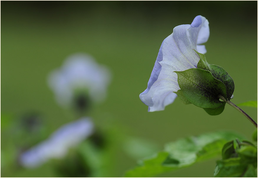 Giftbeere (Nicandra physaloides)