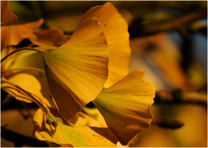 Ginkgo (Ginkgo biloba)