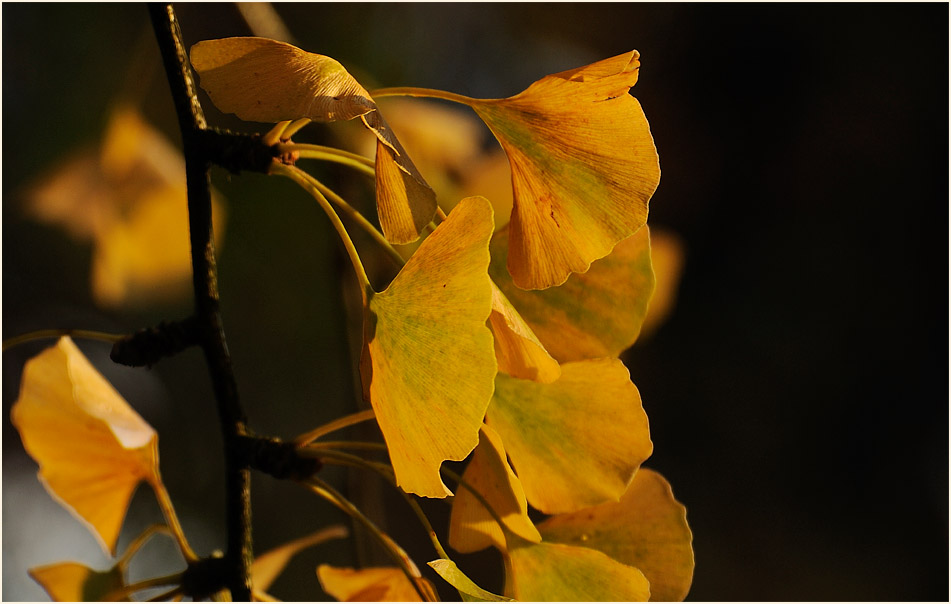 Ginkgo (Ginkgo biloba)