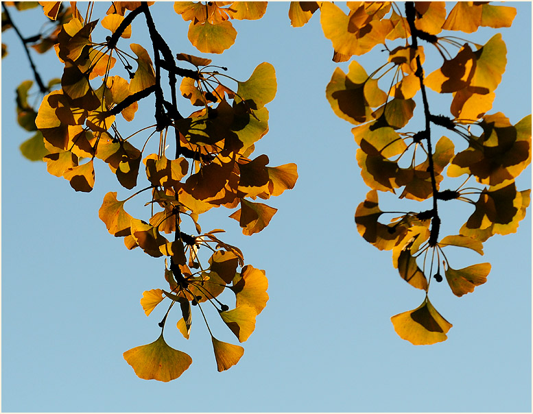 Ginkgo (Ginkgo biloba)