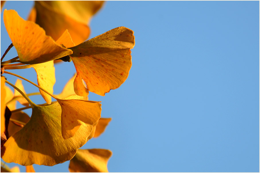 Ginkgo (Ginkgo biloba)